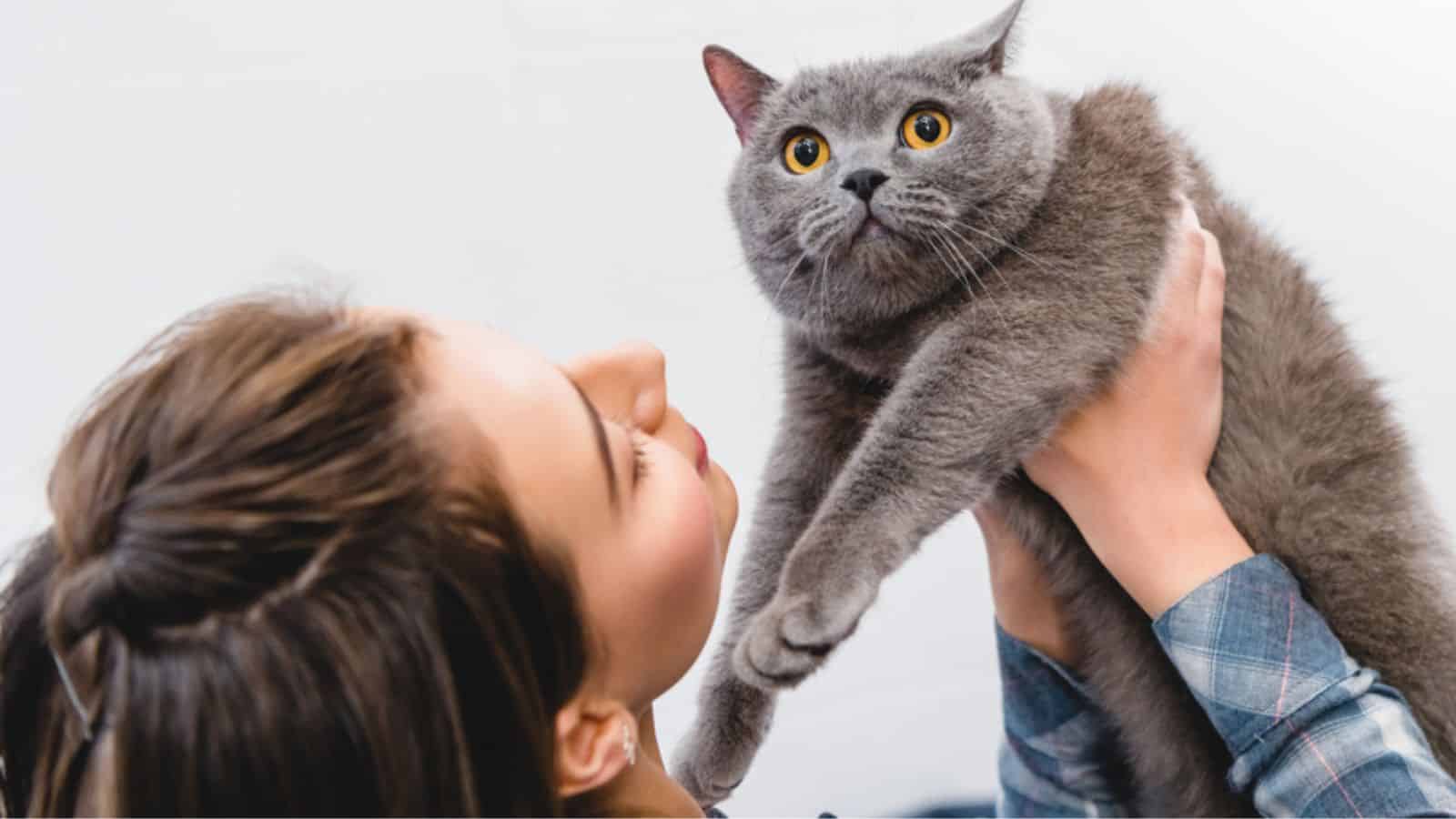 Beautiful young woman holding adorable british shorthair cat
