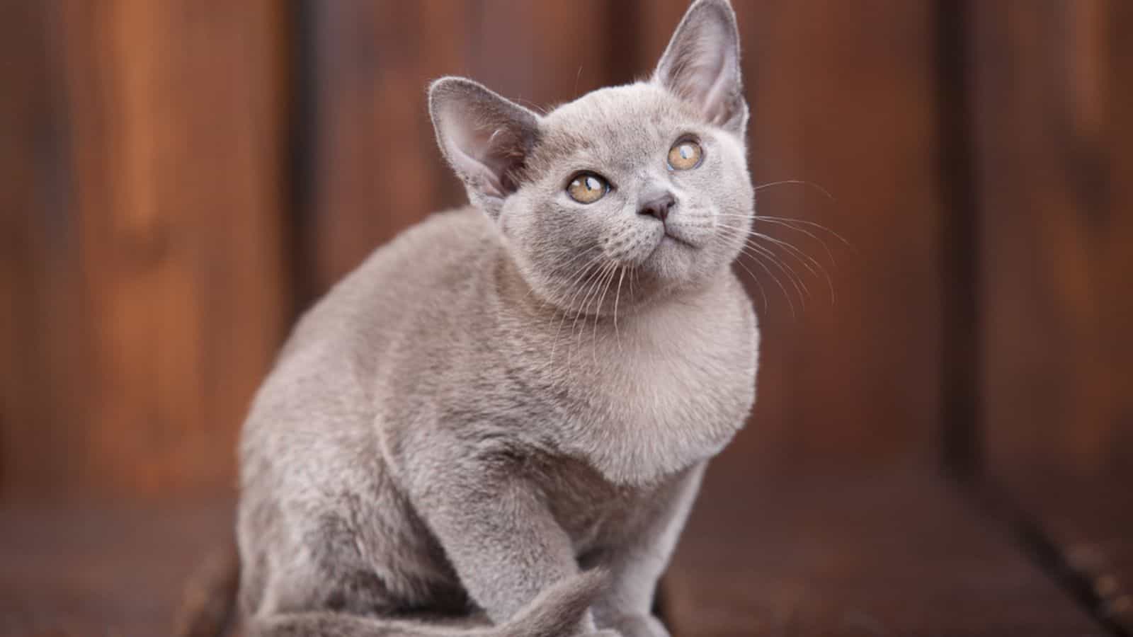 Breed of European Burmese cat, gray, sitting on a brown wood