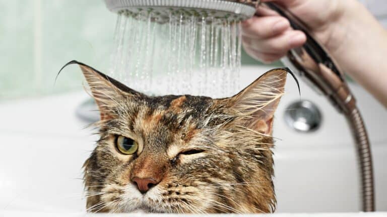 How To Choose a Cat Water Fountain for Your Picky Cats
