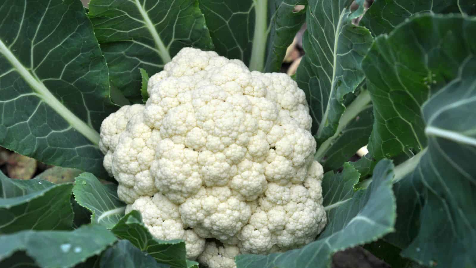 Cauliflower grows in organic soil in the garden on the vegetable