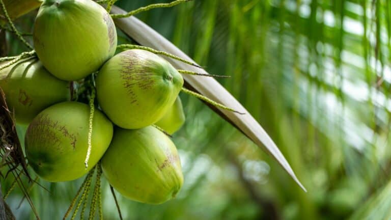 Oils, Milks and More – 9 Ways To Incorporate Coconut In Your Meals On World Coconut Day