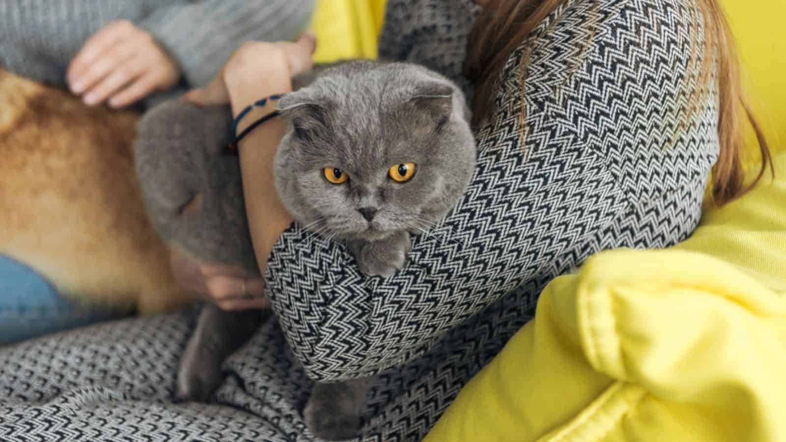 Cropped shot of woman carrying scottish fold cat while sitting
