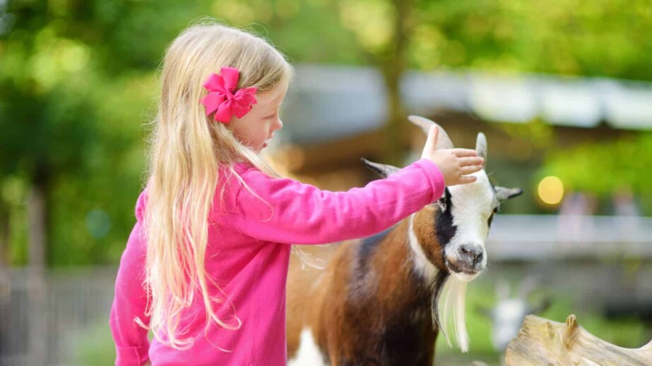 Cute Little Girl Petting and Feeding a Goat