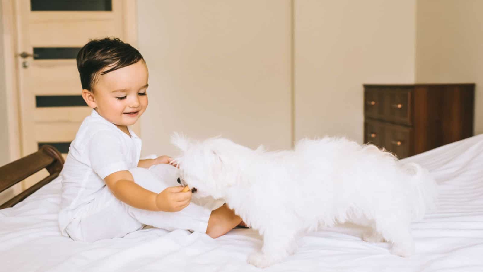 Cute little child feeding bichon dog with cookie on bed