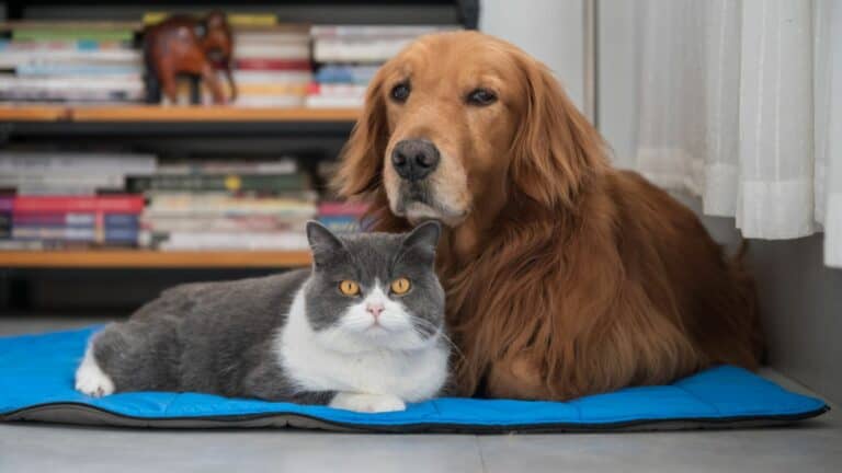 Harmony at Home: The Guide to Cats and Dogs Living Together