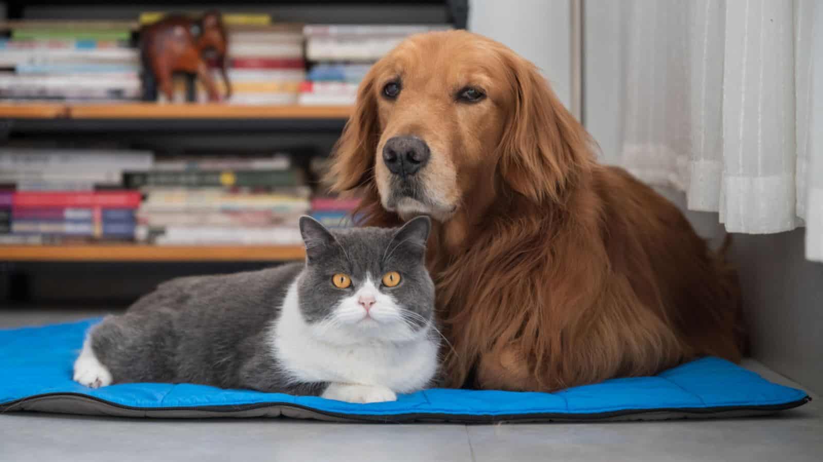 Dog and a cat lying down together