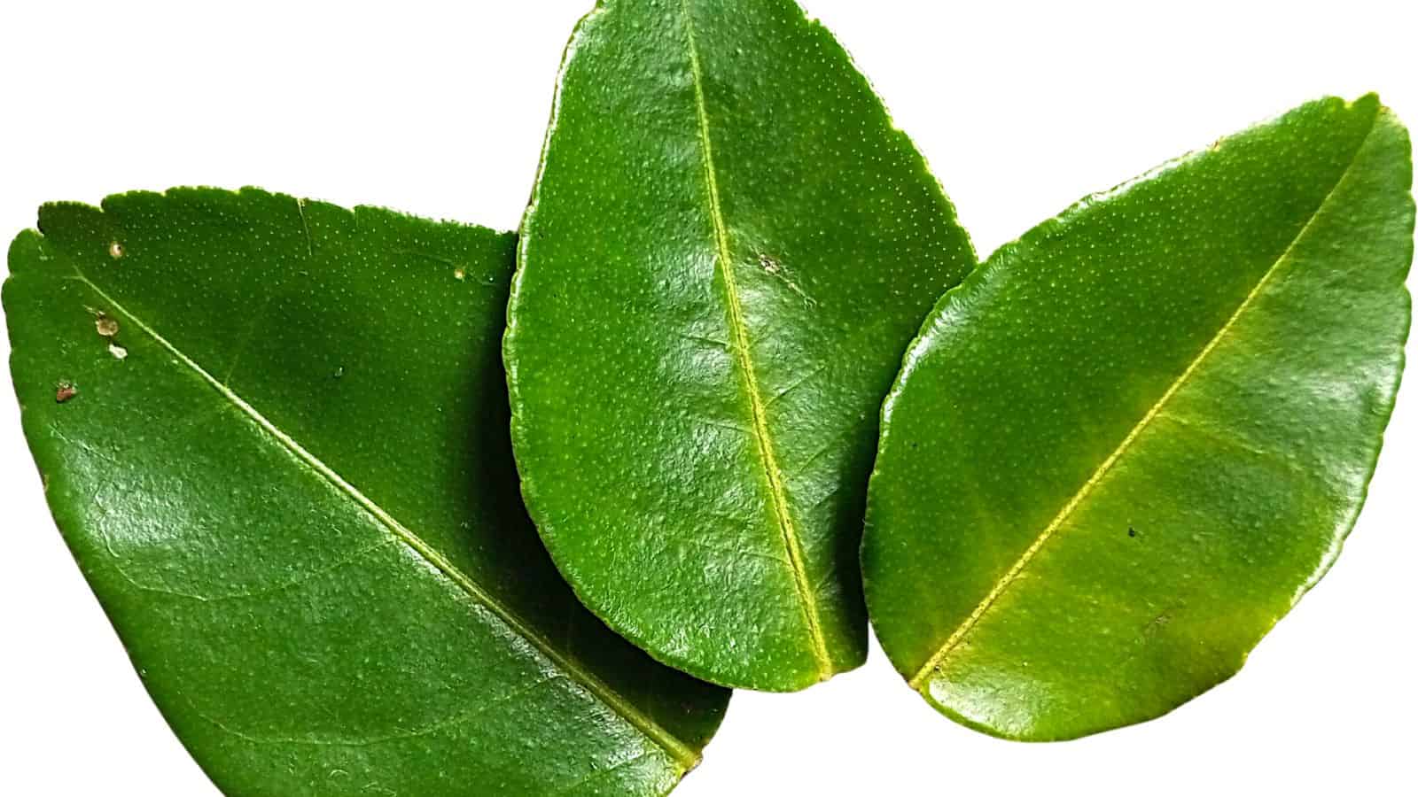 Kaffir Lime Leaf