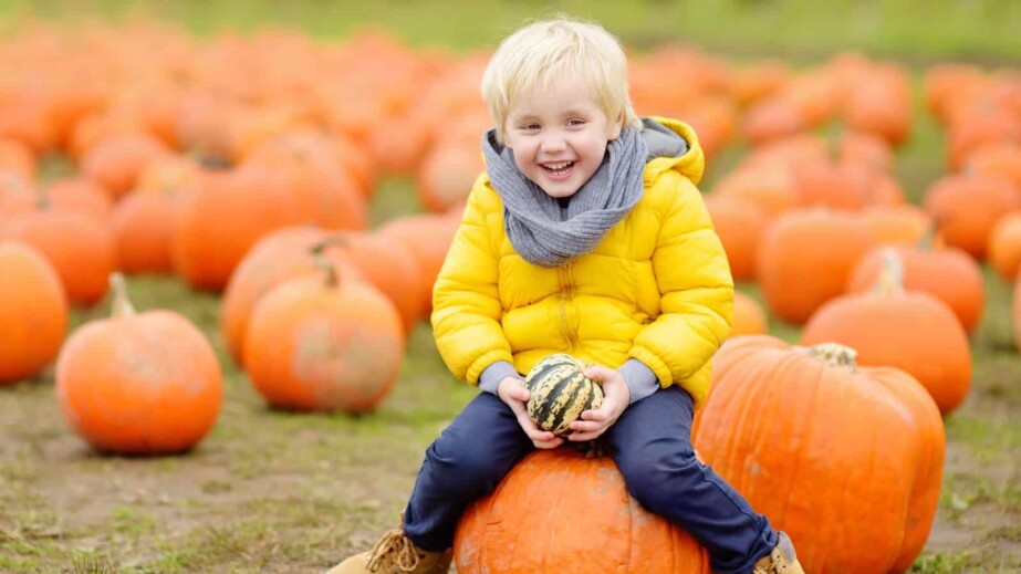 Little boy on a pumpkin farm at autumn
