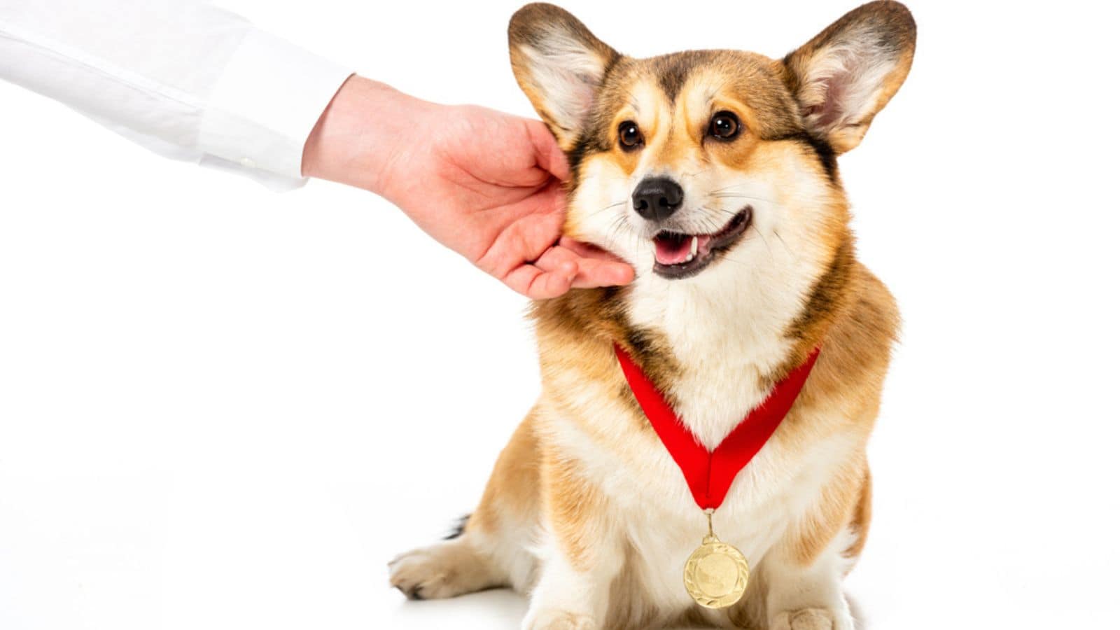 Partial view of man touching corgi with golden medal