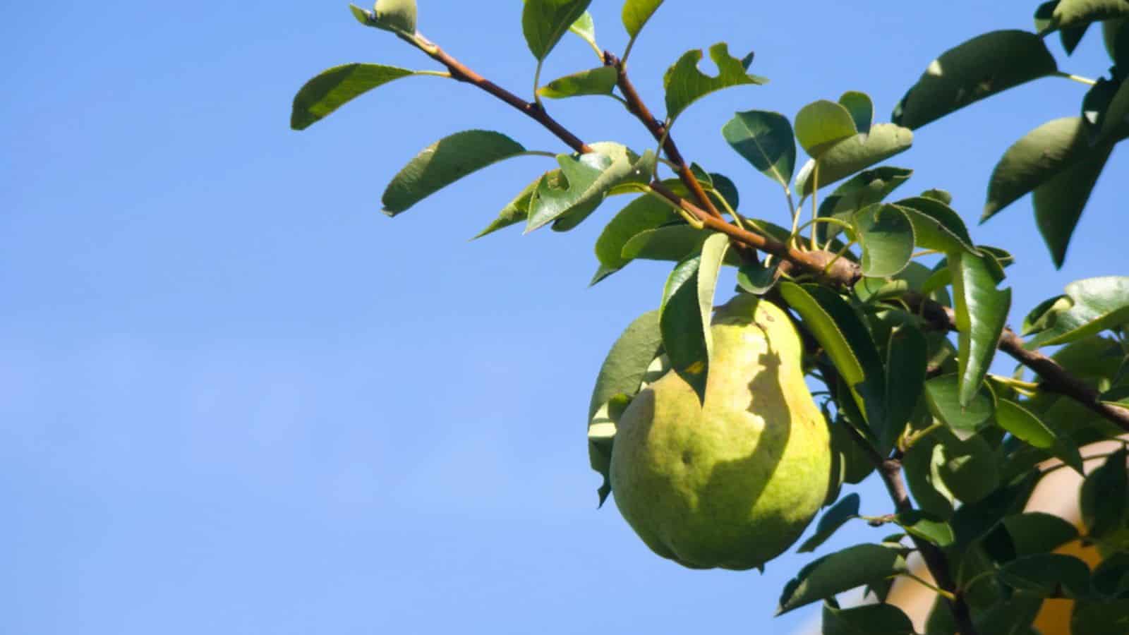 Pear on branch