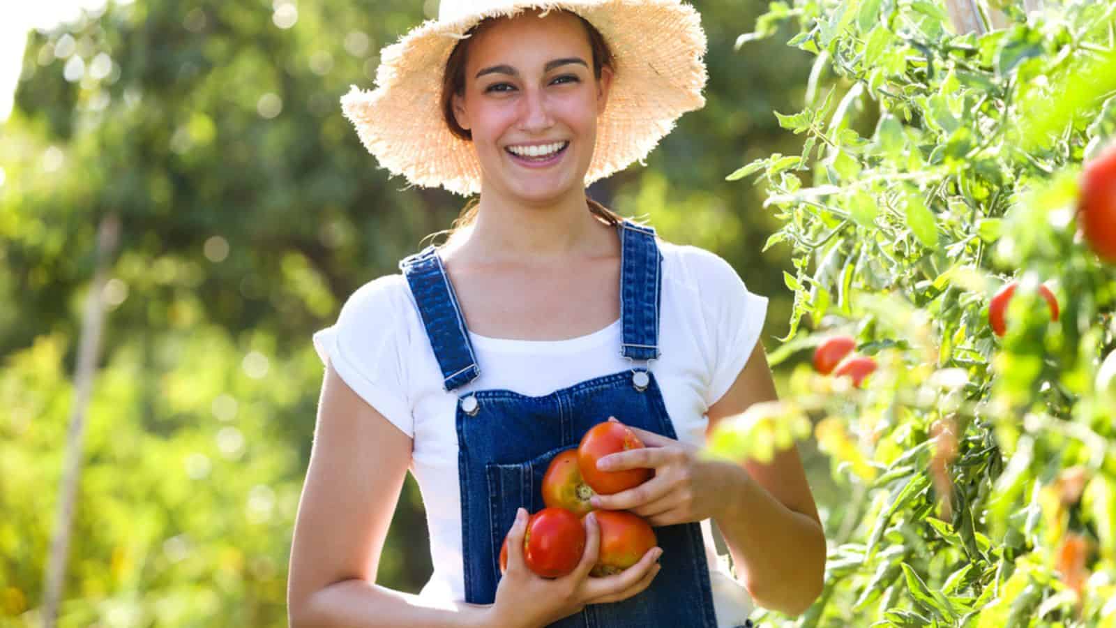 Portrait of beautiful young smiling woman harvesting fresh tomatoes from the garden