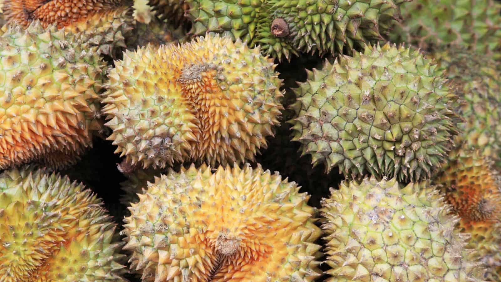 Ripe fruit of durian