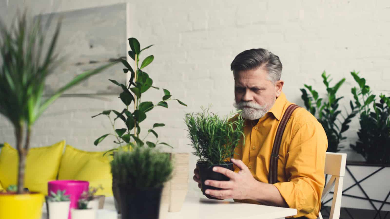 Stylish bearded senior man holding green houseplant at home